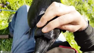 This raven feels like a child every time he sees his owner.