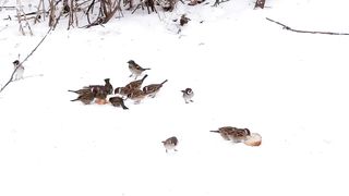 Зачем кормить воробьёв __ Китайский опыт борьбы с воробьями.