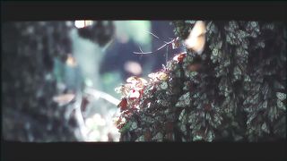 Бабочки могут убить вас быстрее, чем укус кобры. Ядовитые чешуекрылые.