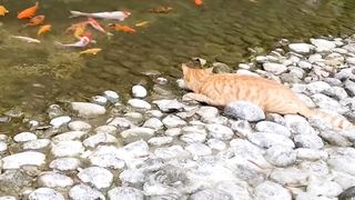 funny videos of Pja