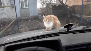 Наглая рыжая морда)