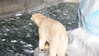 Белый медведь зашёл в деревню и молил о помощи. Люди не понимали, что им делать.