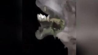 ЖИВОТНЫЕ-ЗОМБИ СНЯТЫЕ НА ВИДЕО