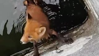 Fox pup asks for help.