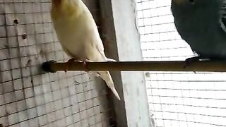 Parrot in the cage ll beautiful parrot