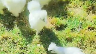 A flock of chicken