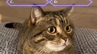 What will this cat choose_!