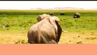 Elephant vs Cheetah