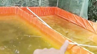 Begini cara saya mainkan KOLAM TANDON❗Kunci sukses pembenihan lele