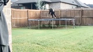 A dog having fun on a trampoline