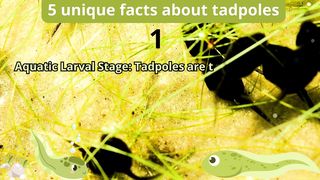 5 Unique Facts about tadpoles