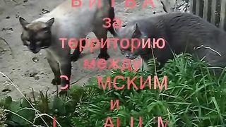 Битва сиамского и британца за территорию.