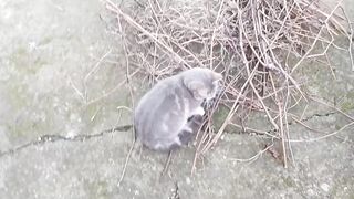 У нас поселился котенок Моня. Весна не за горами