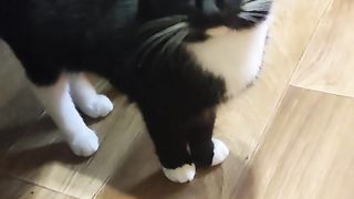 Приехала домой и котов то не признала.