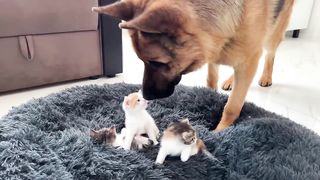 German Shepherd Shocked by Tiny Kittens occupying dog bed.