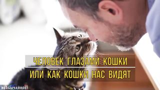 Человек Глазами Кошки или Как Кошки Нас Видят ¤ НЕОБЫЧАЙНОЕ.