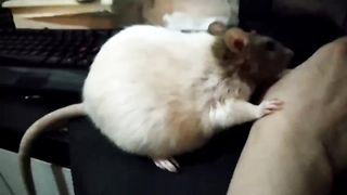 hold me, not the computer mouse.
