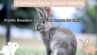 5 Unique Facts about rabbits
