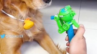 Funny Video