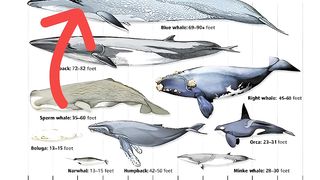 Type of Whale