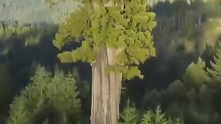 Самое высокое дерево. Секвоя Гиперион. Высота 115,61 метров.
