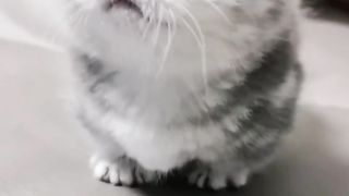 Cats fanny