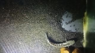 Ikan chana