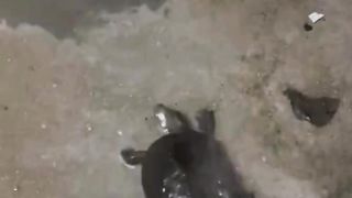 funny rain turtle