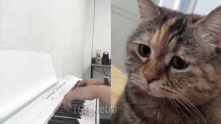 A sad song from a cat