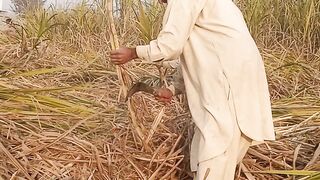 Sugar cane