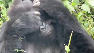 new born kingkong baby