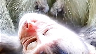 Baby monkeys drink milk until their fur is wet