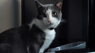 Collection of cute and adorable cat videos.