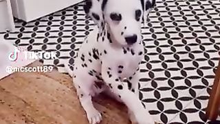 Dalmatian  Puppy