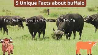 5 Unique Facts about buffalo