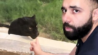 Beautiful black panther listens to powerful words from Allah_