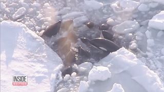 Pod of Killer Whales Seen Bobbing Through Ice