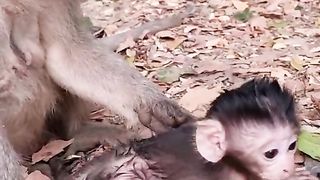 Cute baby monkey playing with mother