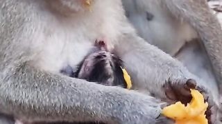 Mother feeds mango to child
