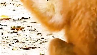In the morning the monkeys play