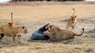 Crocodile in Lion's Crowd