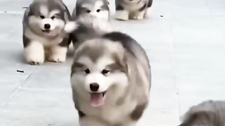 Anak anjing lucu