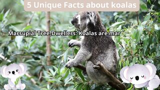 5 Unique Facts about koala