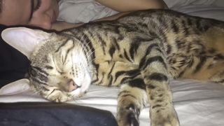 Bengal Cat Sleep Talks