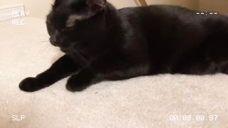 black cat meow