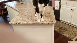 Cat has a crazy deep meow
