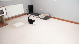 Cat Zoomies