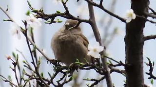 Cute bird song
