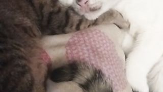 My little cat (bug)
