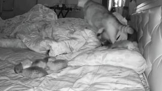 The cat lays kittens for the hostess